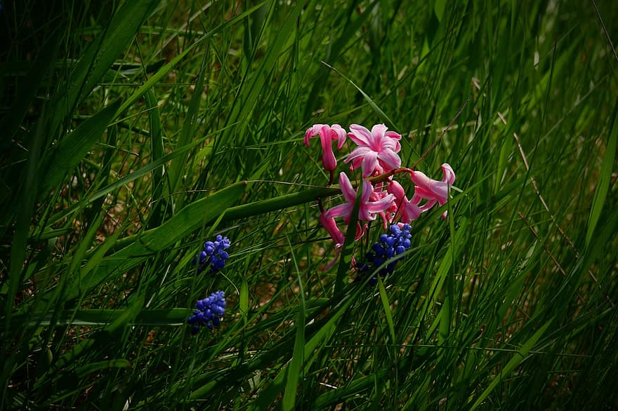 hyacint, květiny, rostlin, tráva, okvětní lístky, květ, flóra, Příroda, jaro, louka