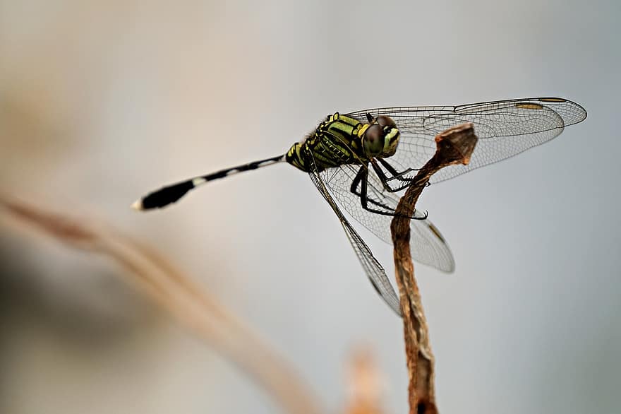 insekt, dragonfly, entomologi, arter, nærbilde, makro, dyrfløyen, dyr i naturen, fokusere på forgrunnen, selektiv fokusering, sommer