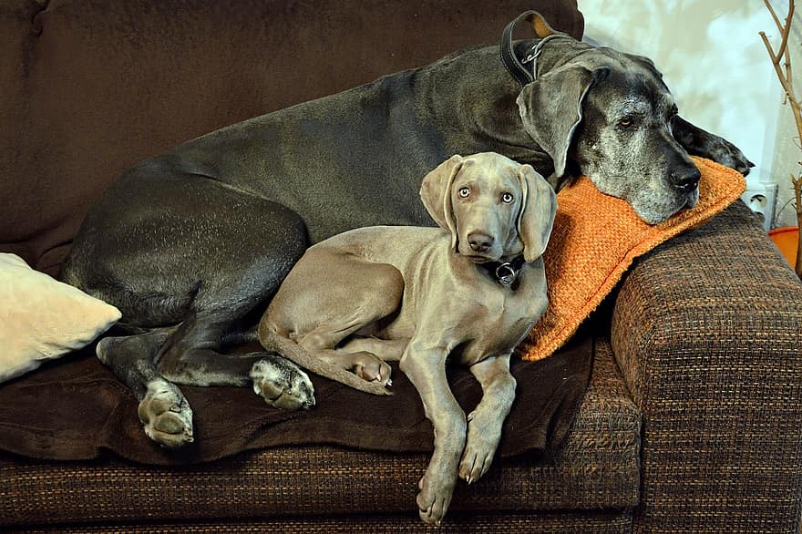 Sofa, Dogs, Pets, Weimaraner, Great Dane, Animals, Canine, Couch