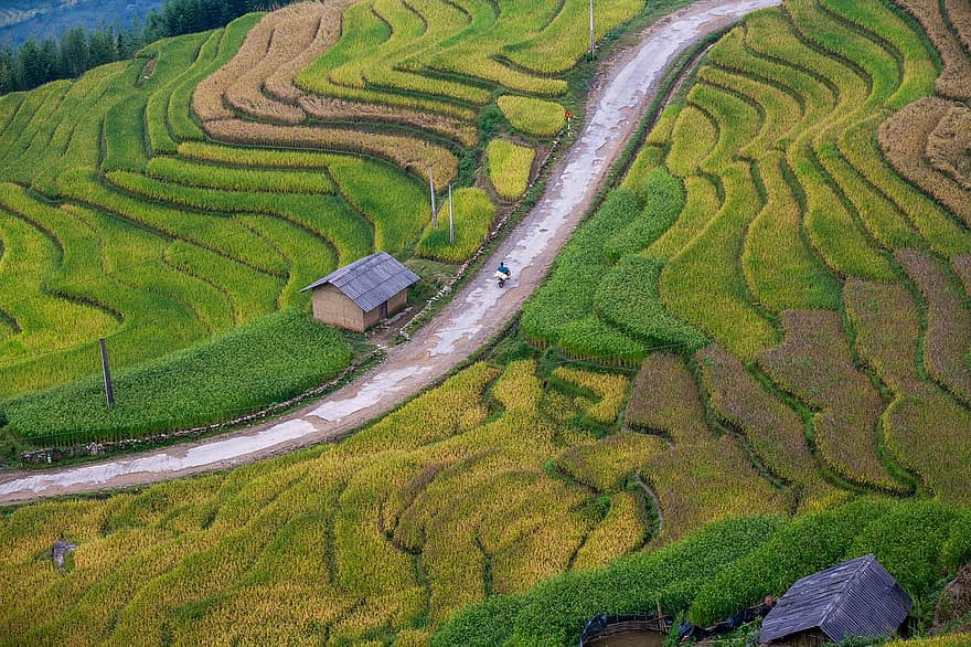 pirinç havuzu, pirinç tarlaları, tarım alanları, peyzaj, alanlar, dağ, doğa, tarım, Asya, Çin, kırsal