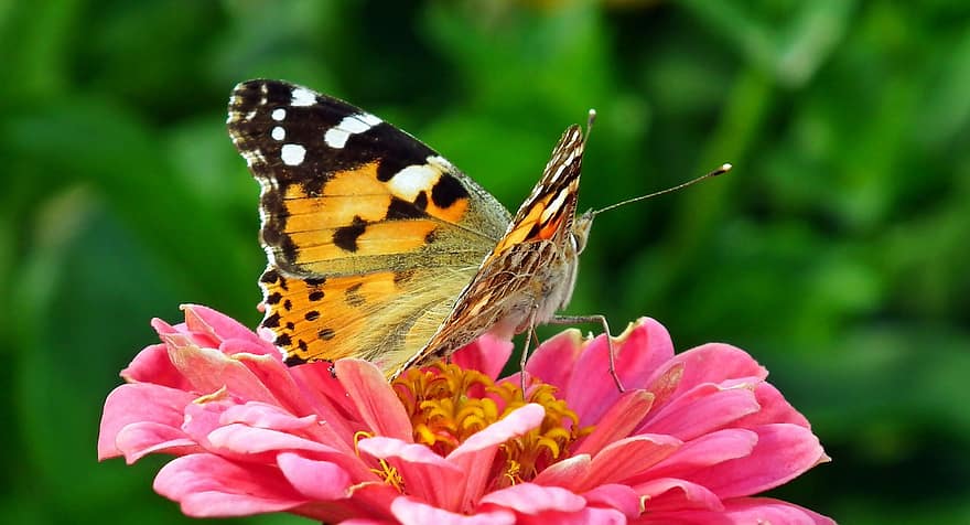 pillangó, virág, beporoz növényt, beporzás, rovar, szárnyas rovar, pillangószárnyak, virágzás, virágzik, növényvilág, fauna
