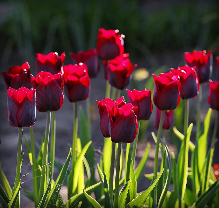 tulipes, tulipes vermells, flors vermelles, flors, jardí, posta de sol, plantes, tulipa, flor, estiu, planta