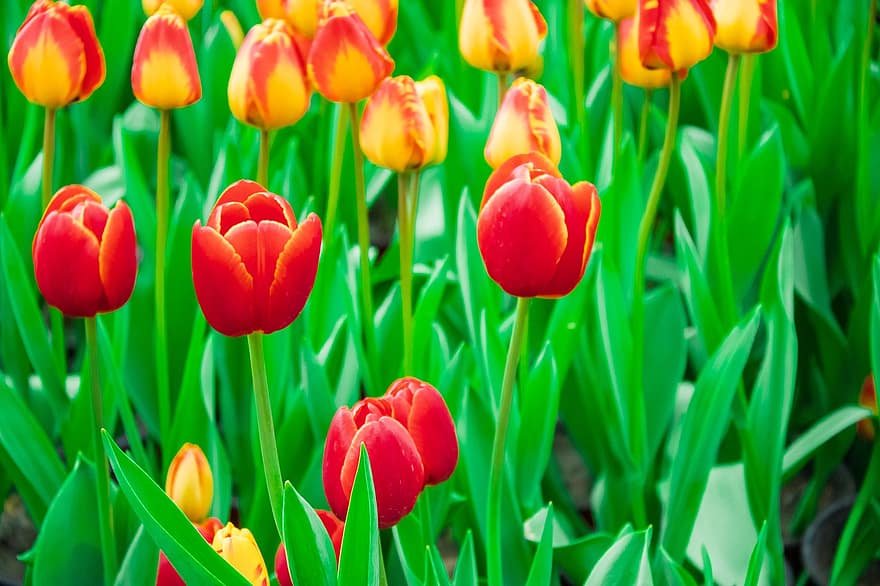 kwiaty, tulipan, wiosna, sezonowy, kwiat, kwitnąć, Natura, wzrost, płatki, roślina, makro