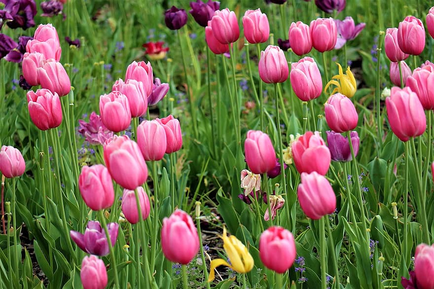 チューリップ、フラワーズ、春、咲く、自然、庭園、ピンクの花、花、緑色、工場、夏