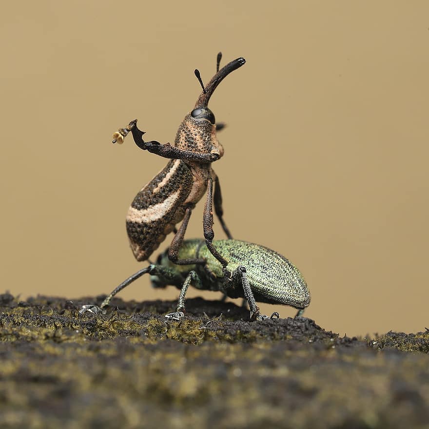 Bug, Weevil, Scarab, Insect, Creature, Animal, Carnivore, Hunter, Invertebrate, Nature, Outdoor