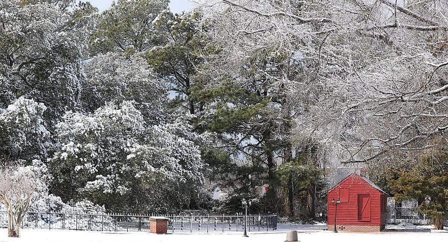 Puut, talvi-, kausi, ulkona, lumi, metsä, Emancipation Oak, Hampton, Virginia, puu, haara