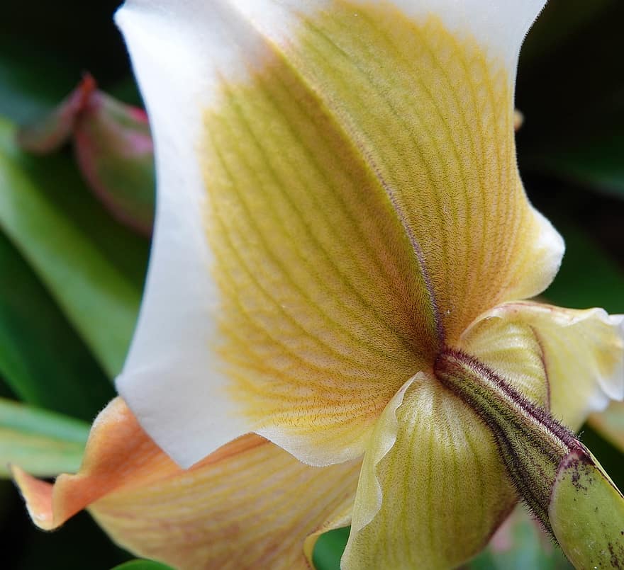 орхидея, желтый, белый, лепестки, стебель, крупный план, завод, лист, лепесток, цветок, головка цветка