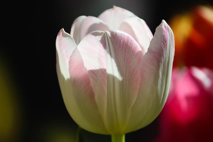 tulipan, blomst, plante, kronblade, forårsbloem, skåret blomst, tulipanblomst, flor, blomstre, tidlig blomer, herald of spring