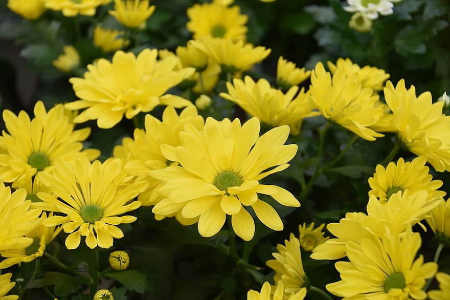 Flowers, Yellow Flowers, Petals, Plants, Flora, Yellow Petals, Bloom, Blossom, Floriculture, Horticulture, Botany