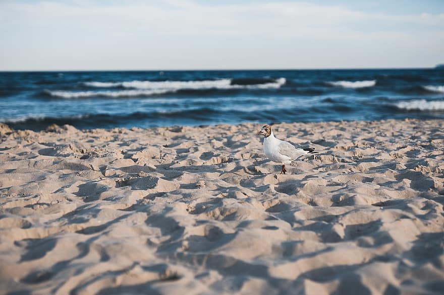 gabbiano con testa nera, sabbia, spiaggia, costa, riva del mare, mare, oceano, gabbiano, piccolo gabbiano, uccello marino, animale