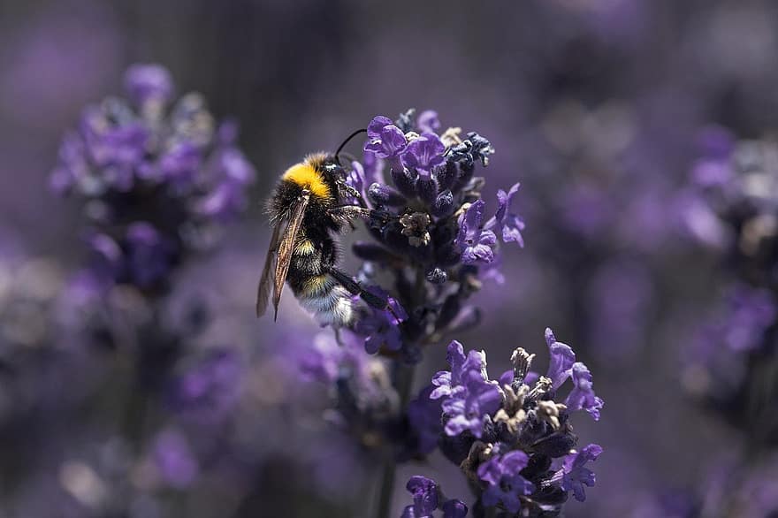 Bie, lilla, syrin, blomst, flygning, insekt, natur, pollen, anlegg, makro, sommer