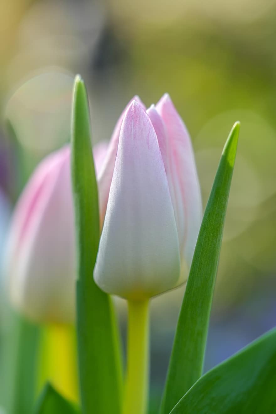 květ, tulipány, světle růžové tulipány, růžové tulipány, jarní květiny, květy, zahrada, jaro, rostlina, květu hlavy, detail