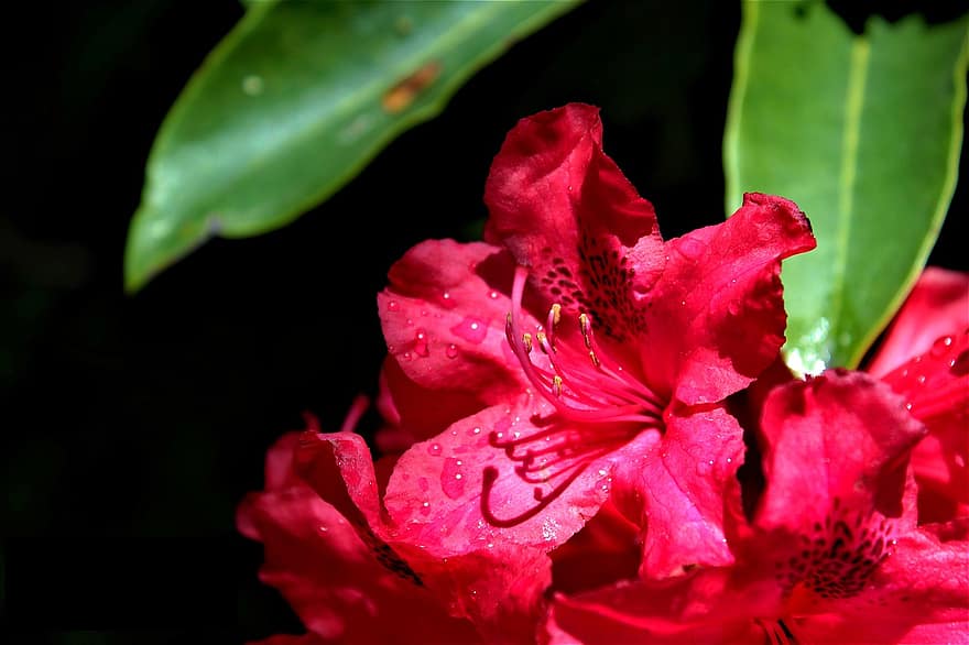 floare, petale, rouă, picături, Rhododendron, arbust