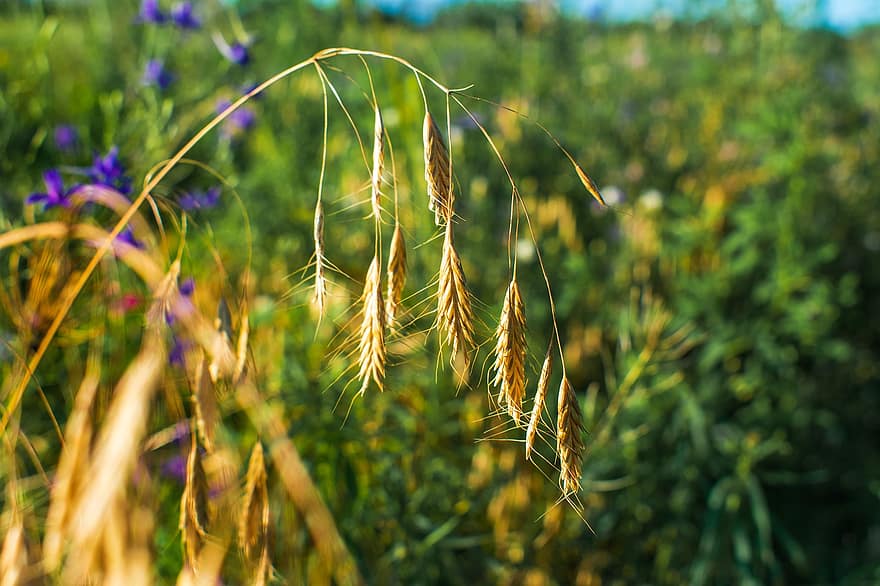 tanaman gandum, telinga gandum, alam, bidang, pemandangan, tanaman