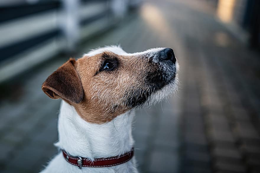 Dog, Parson Russell Terrier, Russel Terrier, Terrier, Pet, Domestic, Collar, Pure Breed, Attention