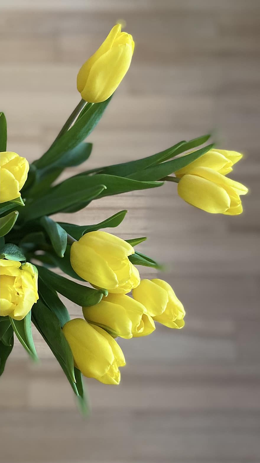 Flowers, Tulips, Bouquet, Yellow, Spring, Plant, Bloom, Blossom, tulip, flower, freshness
