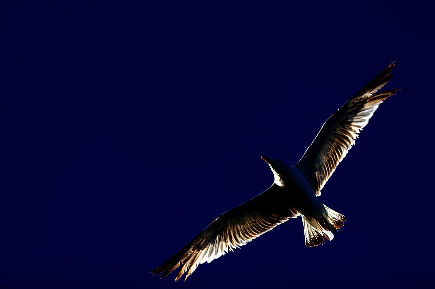 Bird, Seagull, Silhouette, Wings, Sky, Outdoors, Nature, Flight, Movement, Animal, Flying