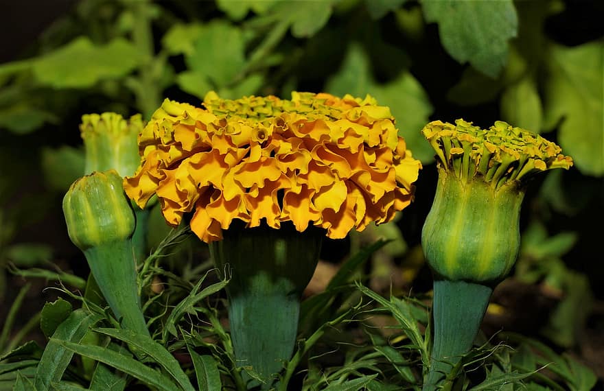 kukka, Amerikkalainen Marigold, kasvisto, luonto, kukinta, kasvitiede, kasvu