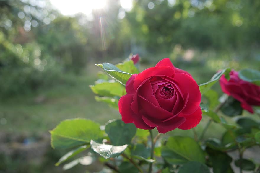 роза, цвете, червена роза, червено цвете, разцвет, цвят, природа, флора, листенца, червени венчелистчета