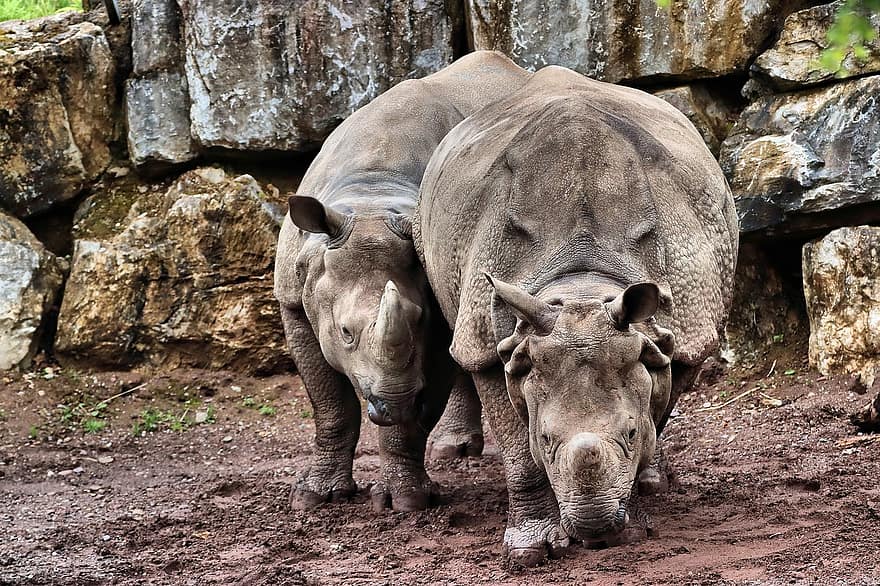 rinoceront, animals, vida salvatge, mamífers, banya, en perill d’extinció, desert