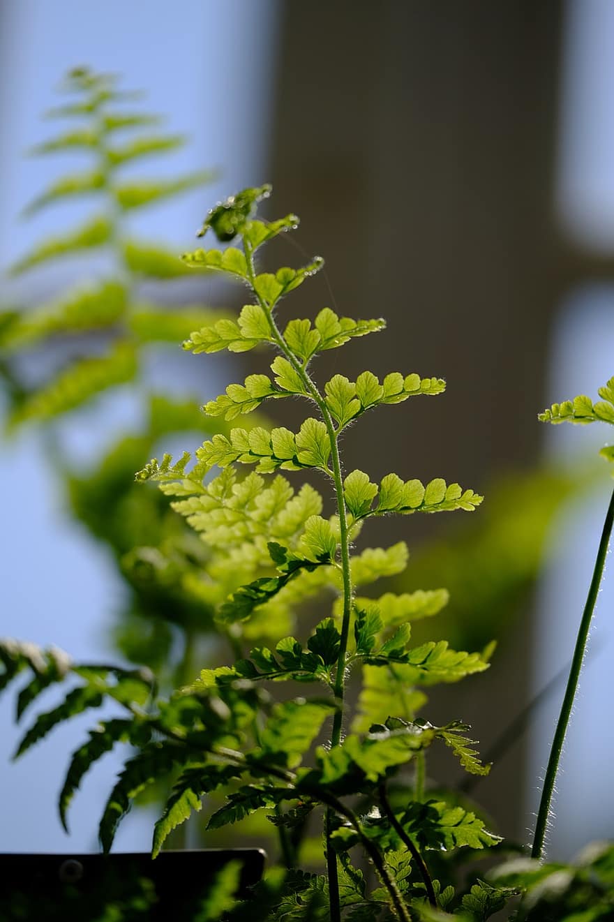Plant, Spring, Foliage, Nature, leaf, green color, close-up, summer, tree, growth, forest