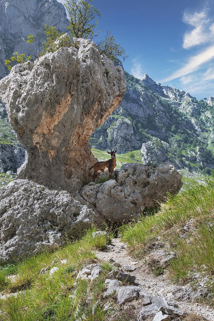 montaña, cabra, piedra, rock, animal, paisaje, naturaleza, sendero, ruta, Asturias, perro