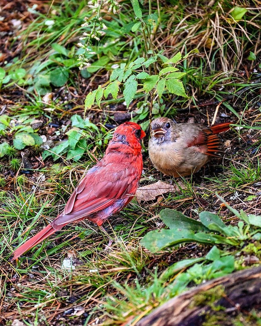 cardenales, pájaros cantores, aves