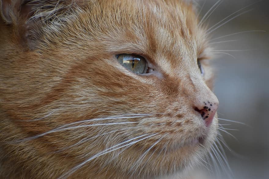 kot, koteczek, koci, kotek, wąsy, Kocia twarz, mora, pomarańczowy pręgowany, pomarańczowy kot, profil kota, portret kota