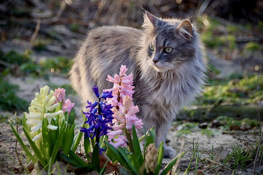 Maine Coon, gato, mascota, jardín, primavera, naturaleza, jacinto, mascotas, linda, Gato domestico, hierba