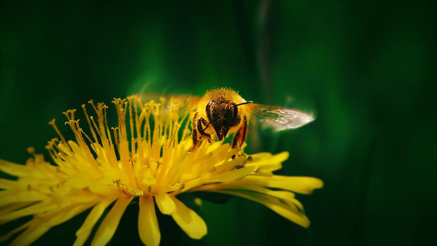hd tapet, natur tapet, honning, bi, blomst, insekt, flyve, flyvende, vinger, natur, makro