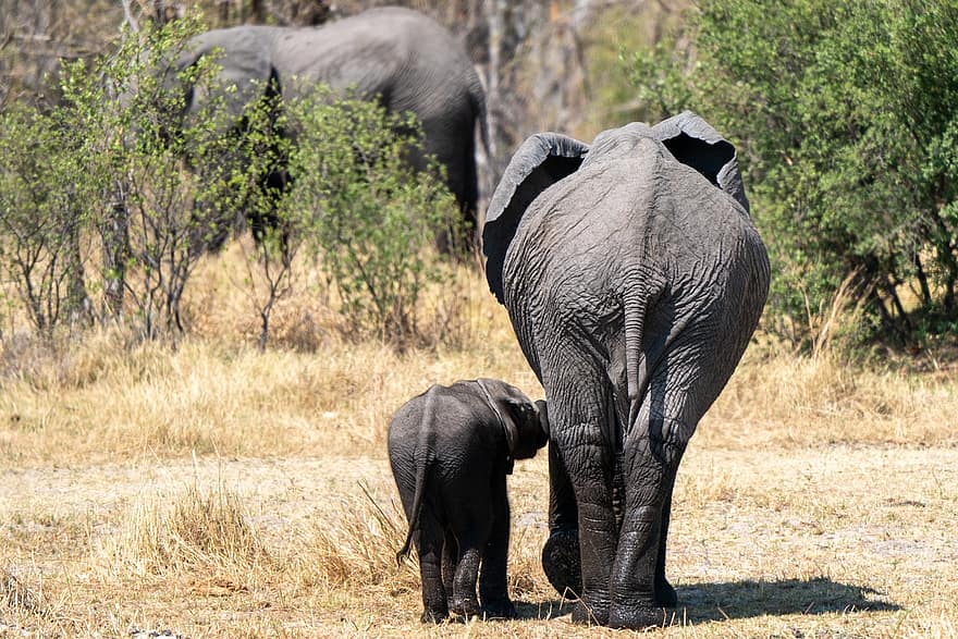 elefanter, dyr, safari, baby elefant, kalv, pattedyr, dyreliv, fauna, villmark, natur, dyr verden