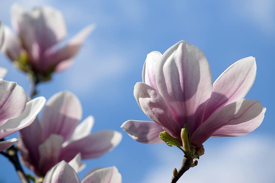 kwiaty, płatki, pąki, magnolia, Bloomers wiosna, kwiat magnolii, liście magnolii, wiosna, kwiat, zbliżenie, płatek