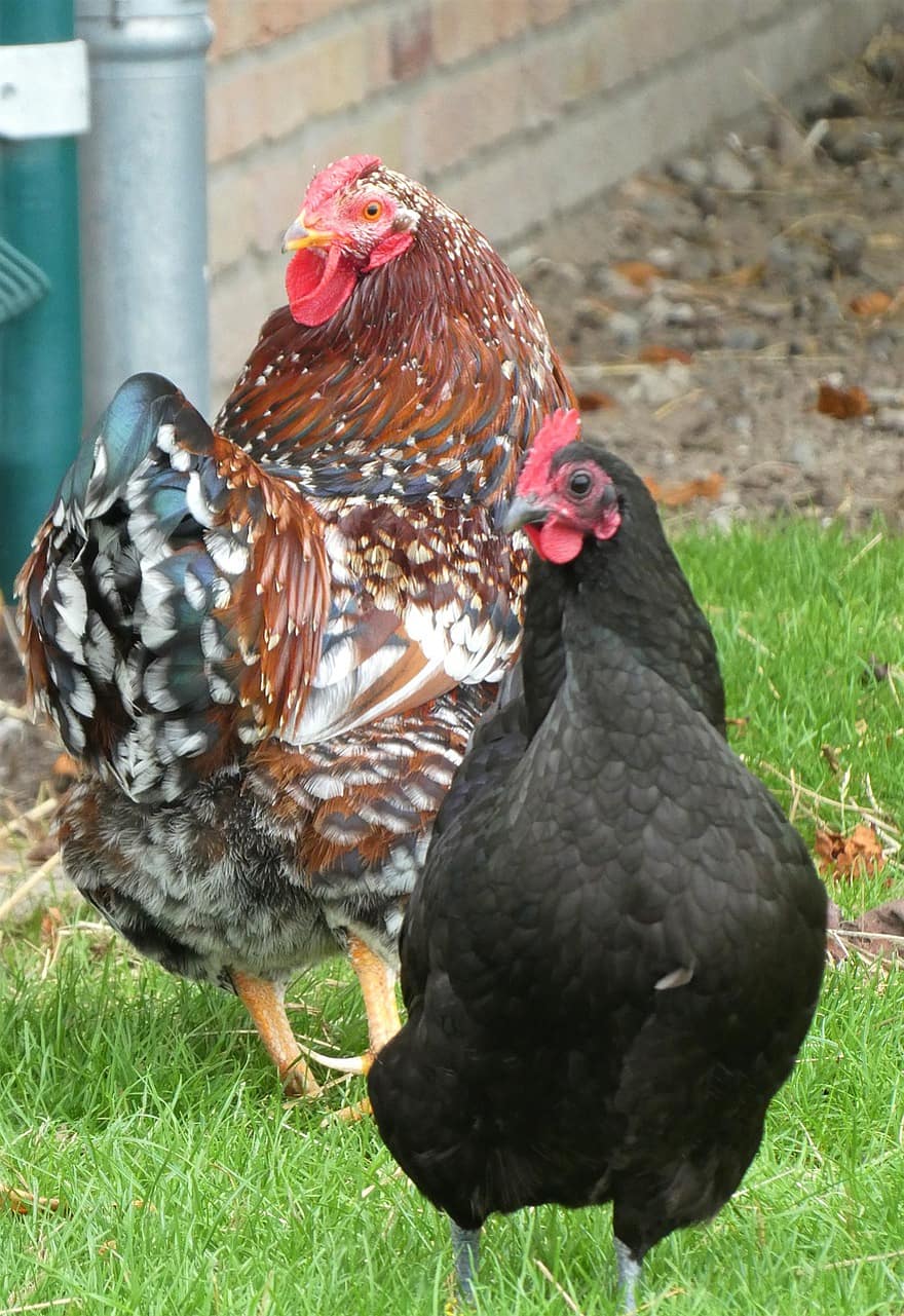 цыплята, птицы, животные, домашняя птица, домашний скот, куры, ферма, оперение, клювы, курица, птица