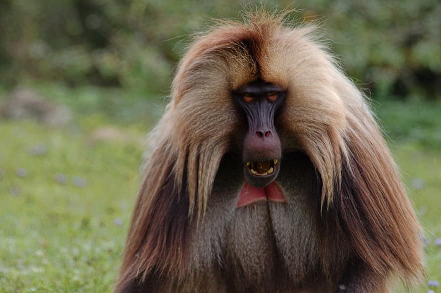 babuíno, gelada, primata, animais selvagens, Etiópia, Parque Nacional de Simien