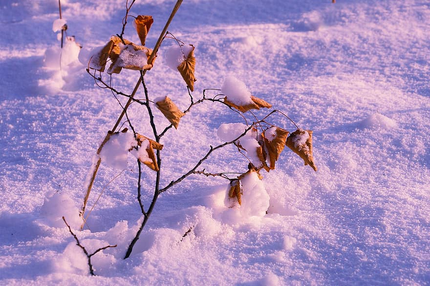 vinter, frost, ungtrær, blader, snø