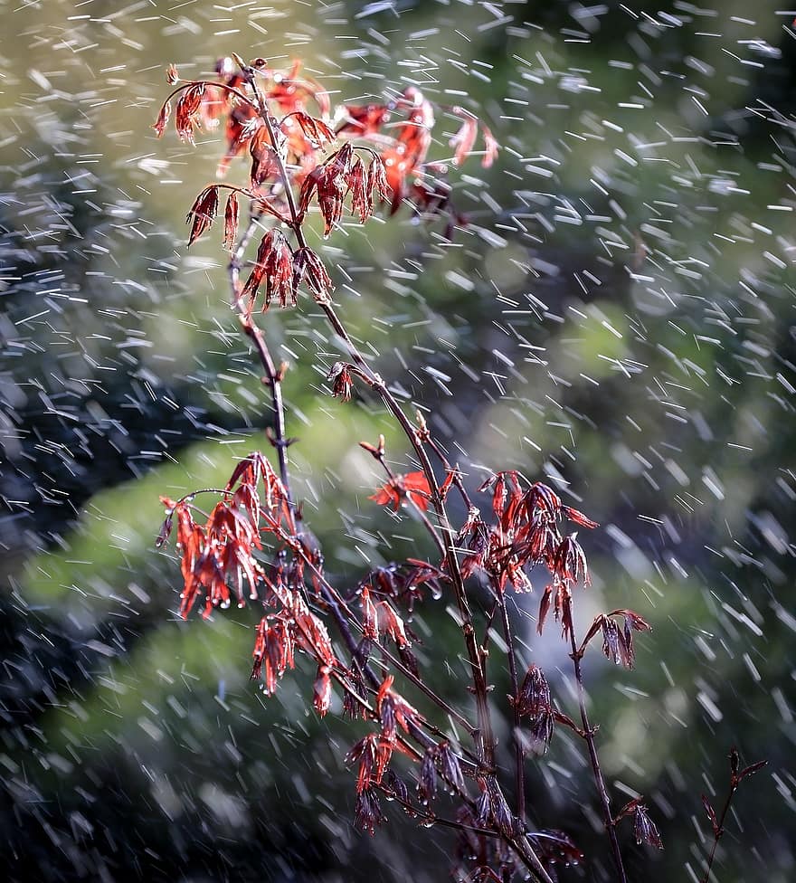 Ahorn, Ahornblatt, Blätter, Farbe, rot, Garten, Hintergrundbeleuchtung, Regen, einfach Wasser hinzufügen, Japan-Ahorn, Natur