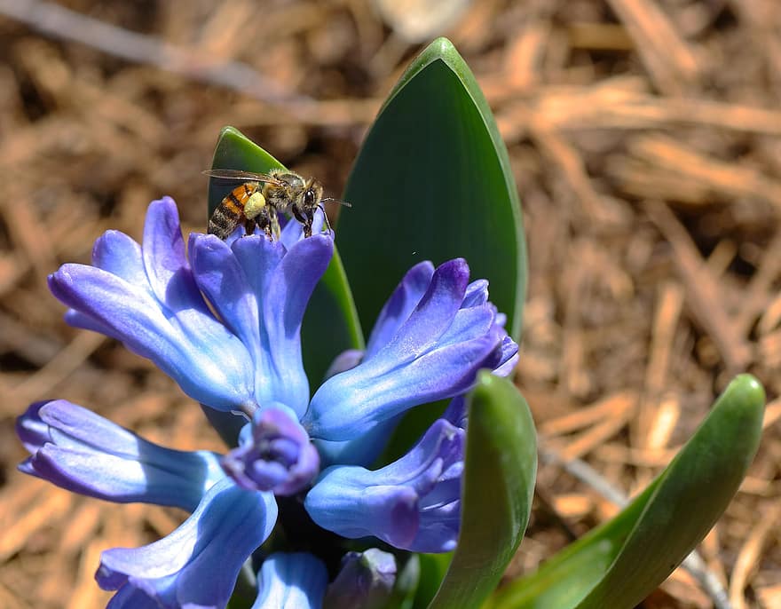 insecte, abeille, pollinisation, entomologie, macro, printemps, fleur, les fleurs, arrière-cour, jardin, fermer