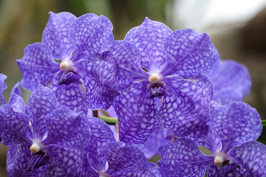 цветы, фиолетовые цветы, орхидеи, тропические цветы, природа, Флора, крупный план, завод, цветок, пурпурный, лепесток