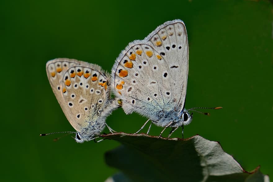 звичайний блакитний метелик, метелики, спаровування, копуляція, комахи, крила, лист, Рослина, луг, природи, макрос