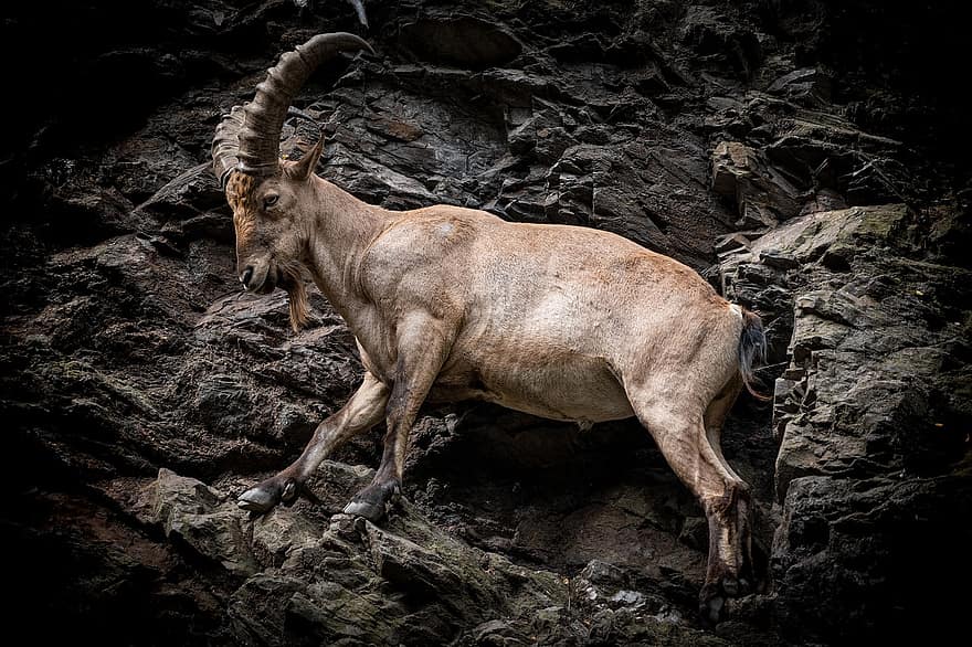 Goat, Horns, Rock, Capricorn, Animal