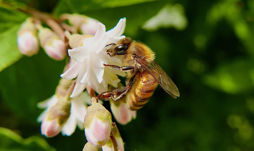 abella, insecte, flor, mel d'abella, animal, planta, jardí, naturalesa