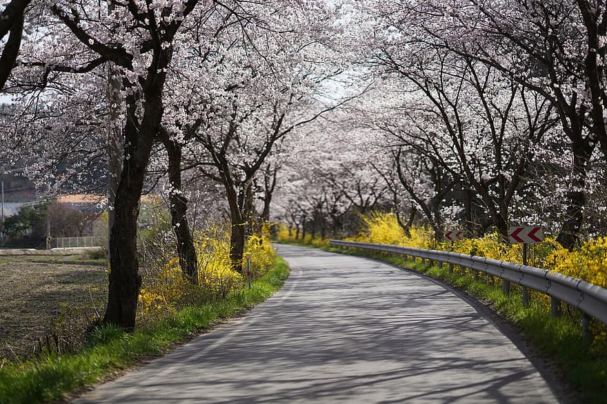 camino, Flores de cerezo, primavera, arboles, Flores rosadas, la carretera, ruta, pavimento, naturaleza, árbol, flor