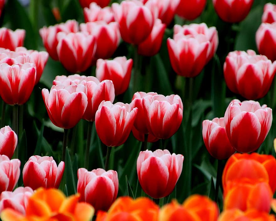 tulipaner, blomster, hage, tulipanfelt, tulip hage, blomst, blomstre, blomstringen, flora, botanikk, bakgrunn