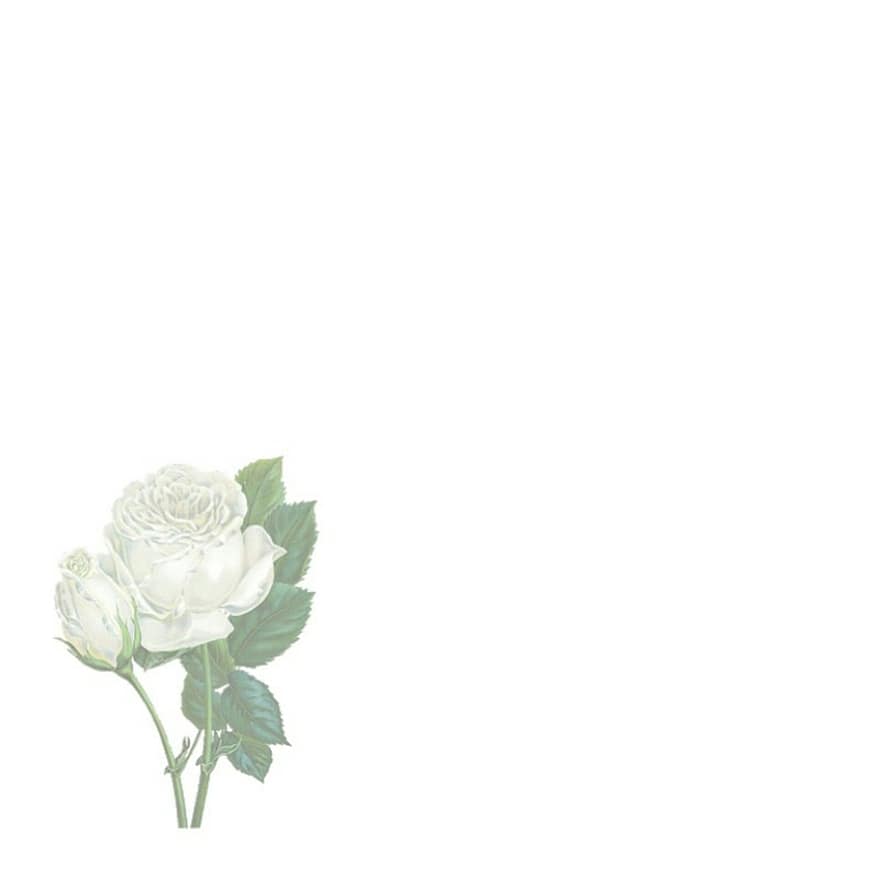 снимка, заден план, роза, бял, растение