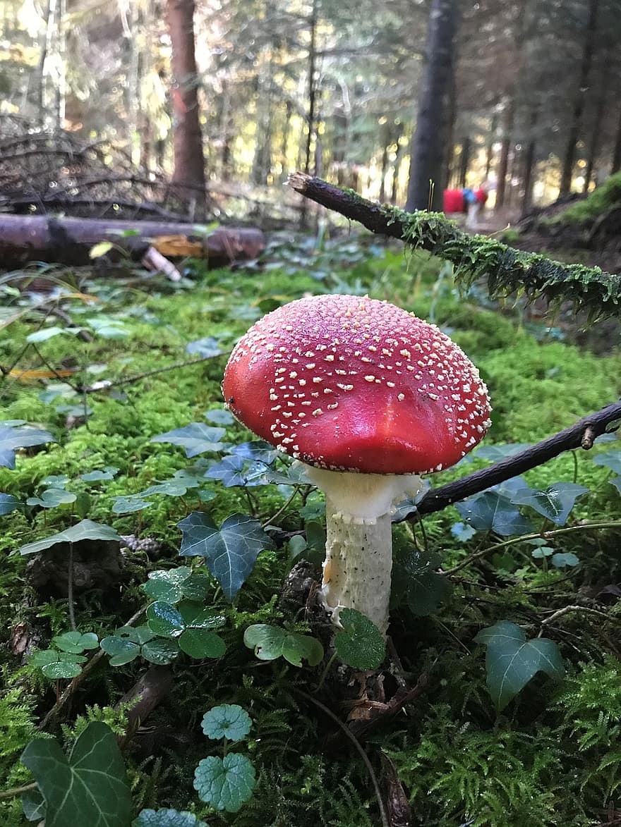 Mushroom, Toadstool, Mycology, Fungus, Forest