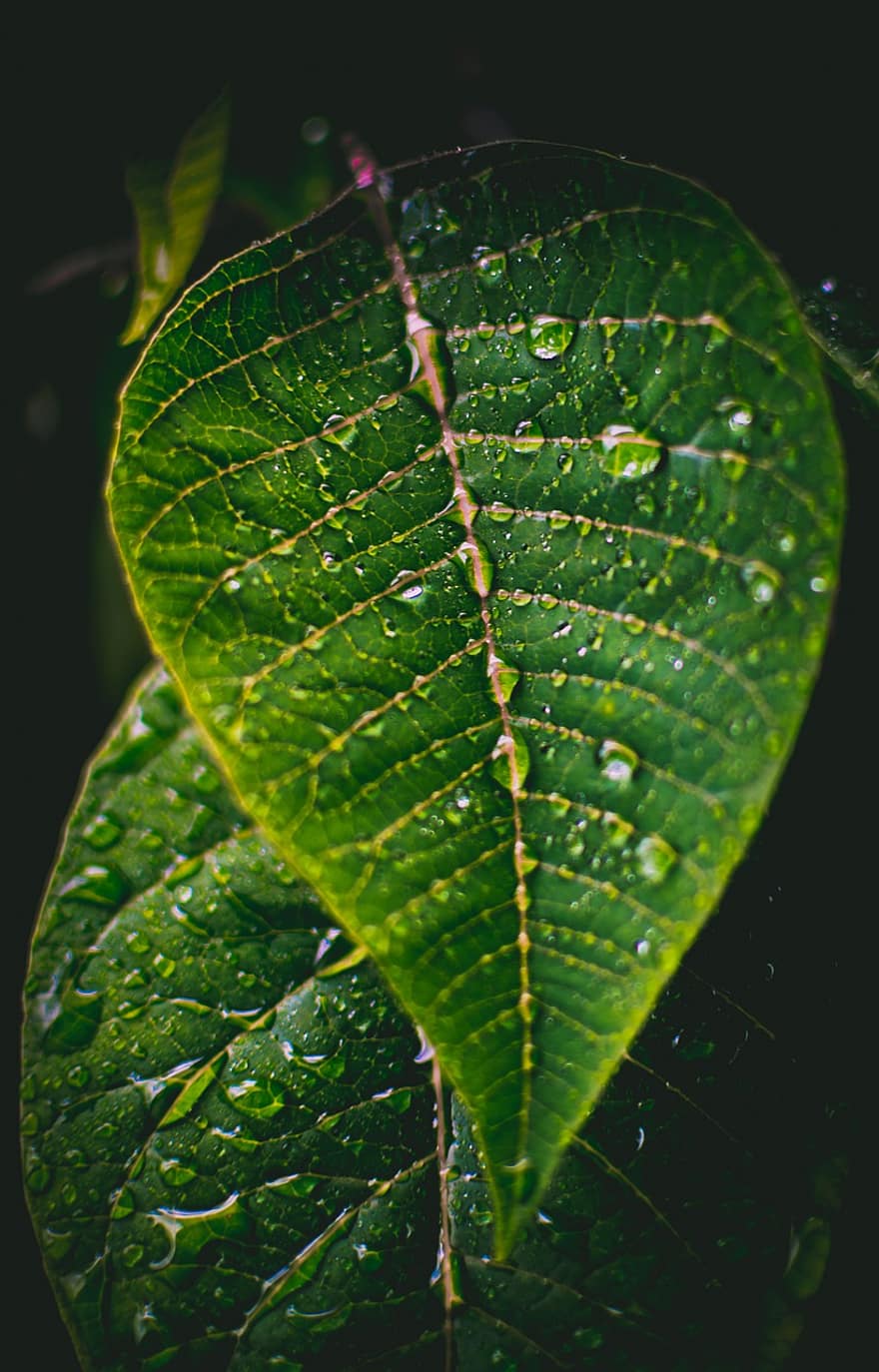 雨滴、緑色の葉、雨、緑、自然、葉、工場、濡れている、水、庭園、雨の