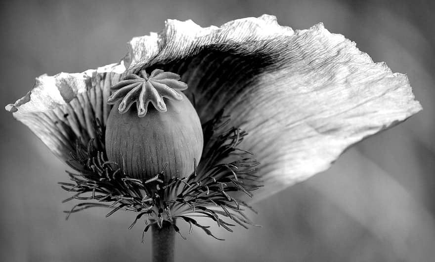opium, bunga, biji polong, hitam dan putih, kelopak, berkembang, bunga poppy, menanam, melayu, flora, alam