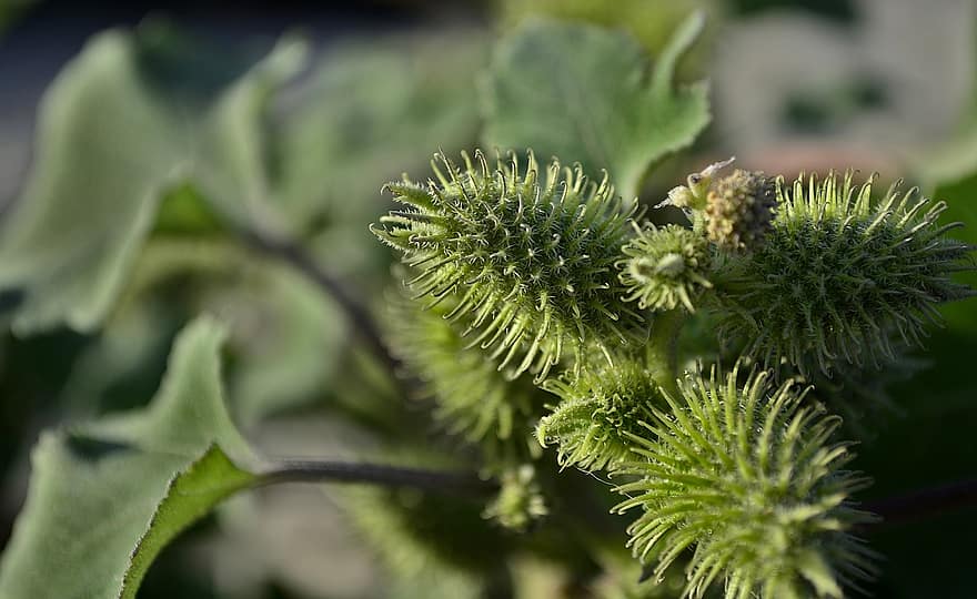 Cocklebur siberià, fruites, planta, mala herba, fulles, naturalesa, primer pla, color verd, full, macro, botànica