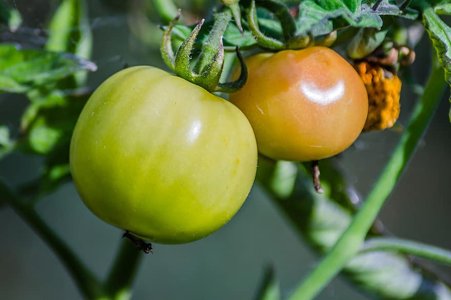 tomaten, groenten, voedsel, vers, gezond, biologisch, voeding, vitaminen, produceren, farm, oogst