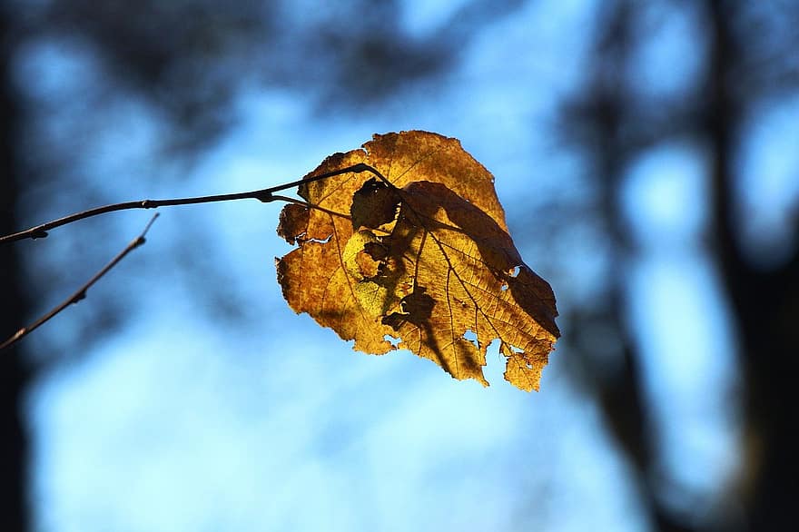 Winter, Leaf, Dried Up, Lighting, Heaven, Mood, Transience, Singles, Flora, autumn, tree
